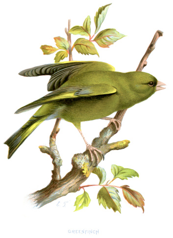 Vintage lithograph from 1883 of a Greenfinch (Carduelis chloris), a small passerine bird in the finch family Fringillidae.