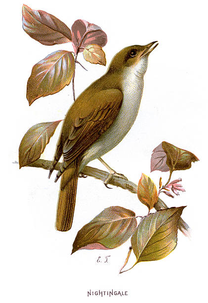 Nightingale - Luscinia megarhynchos Vintage lithograph from 1883 of a Nightingale (Luscinia megarhynchos), also known as Rufous Nightingale, is a small passerine bird that was formerly classed as a member of the thrush family Turdidae, but is now more generally considered to be an Old World flycatcher, Muscicapidae. nightingale stock illustrations