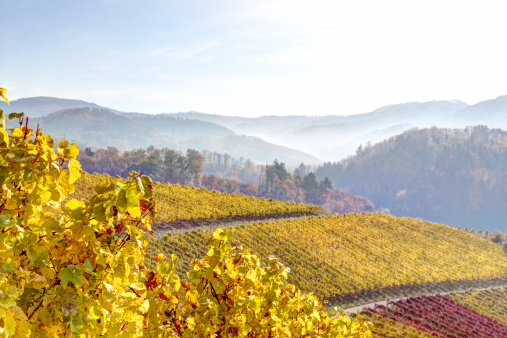 high dynamic range photo of vineyard in autumn, morning light and fog
