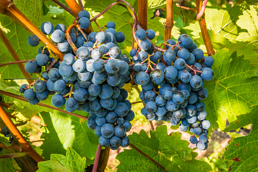 Close-up of blue vine grapes and green vine leaves. Shallow DOF. Horizontal orientation.