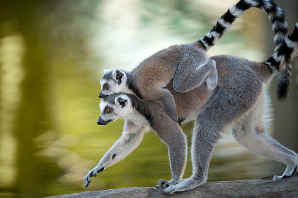 Ring-Tailed Lemur [Lemur catta] Mother and Baby in Wildlife (XXXL)  lemur madagascar stock pictures, royalty-free photos & images
