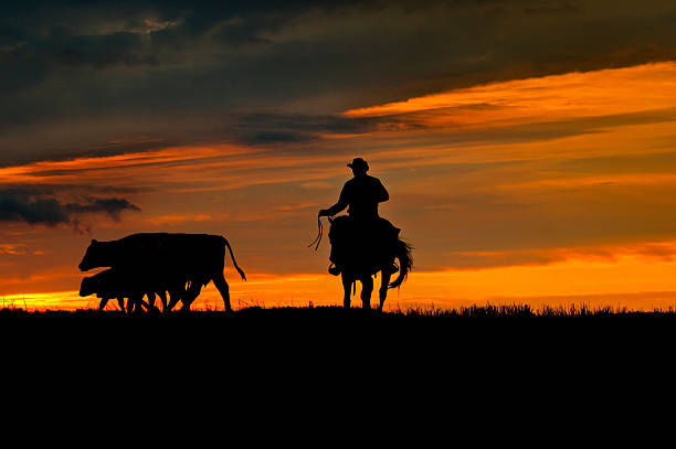 cowboy-and-cows.jpg