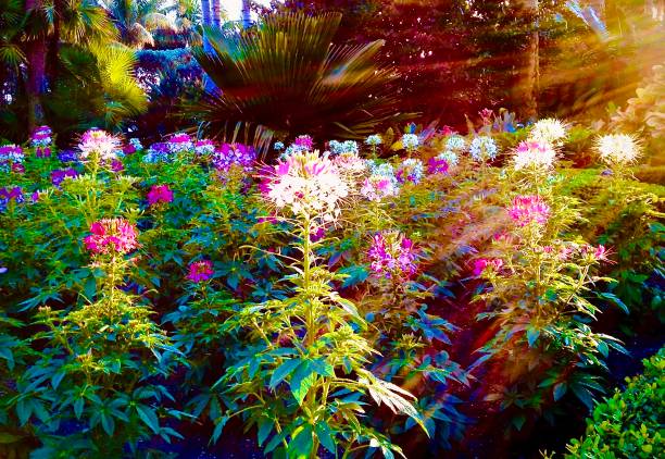 istock Afternoon Sun Highlights a Flower Garden 1553832348