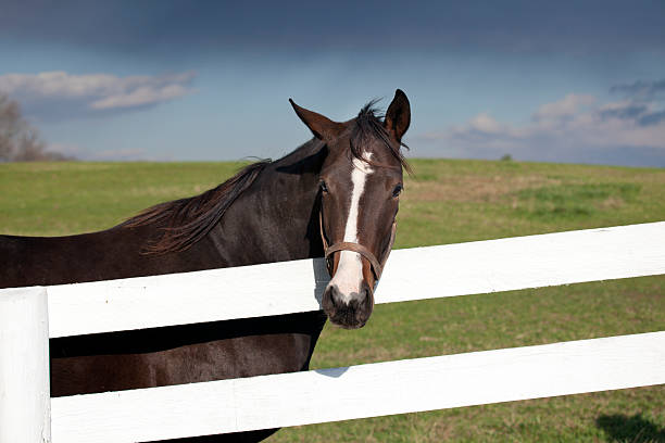 istock Thoroughbred Racehorse Behind Fence 155383294