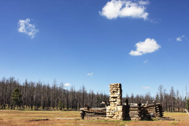 Rustic log cabin ruin stands in a broad meadow surrounded by a denuded pine forest under a bright blue Western U.S. sky with light clouds.