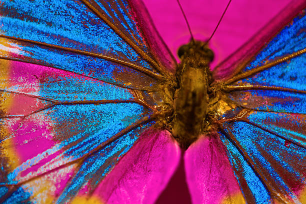 Butterfly Butterfly with selective focus on wings gloriole stock pictures, royalty-free photos & images