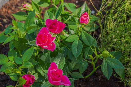 Close up view of flowers of red roses blooming in garden. Sweden.