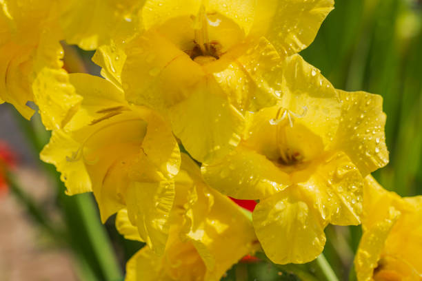 Macro view of blossom yellow gladiolus with rain drops.