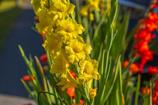 Beautiful garden view with red, yellow gladiolus flowers in sunny day.
