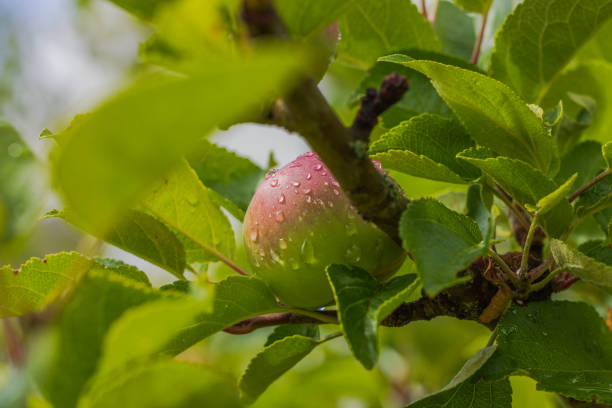 Close up view of apple on tree with drops from rain in summer day.
