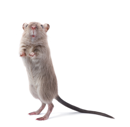 Close-up shot of the Common rat (Rattus norvegicus) with dark grey and brown fur among green leaves with focus on black eye