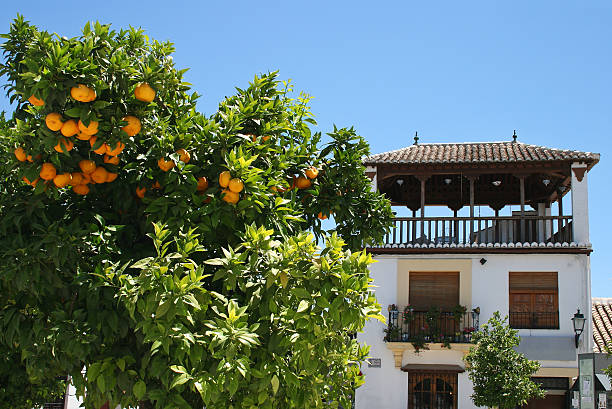 Arancio in Spagna - foto stock