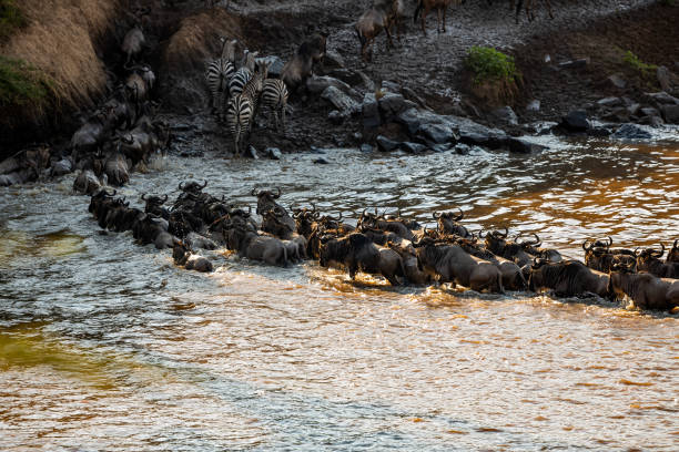 istock Wildebeest Antelopes and Plains Zebras crossing Mara River at Great Migration 1553837758