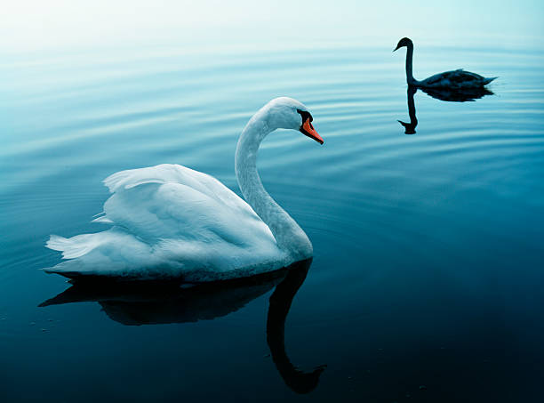istock Two swans on the blue lake 155383787