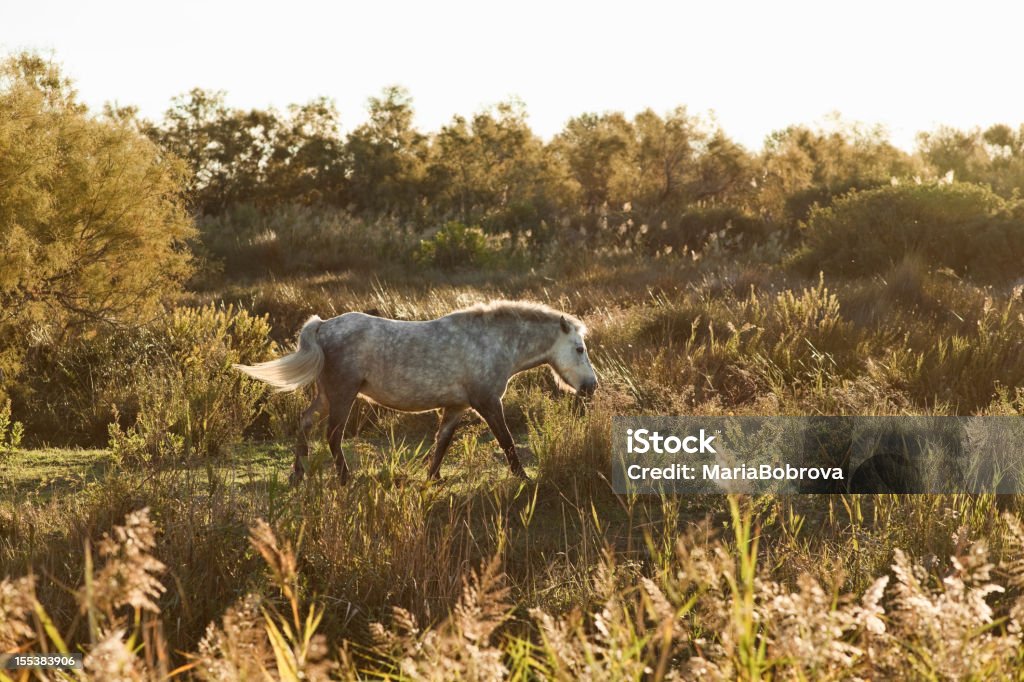 カマルグホース - ウマのロイヤリティフリーストックフォト