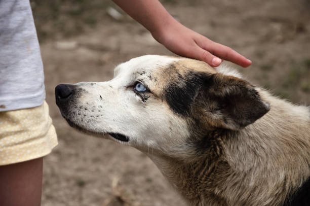 patting a stray dog on the head with your hand. High quality photo