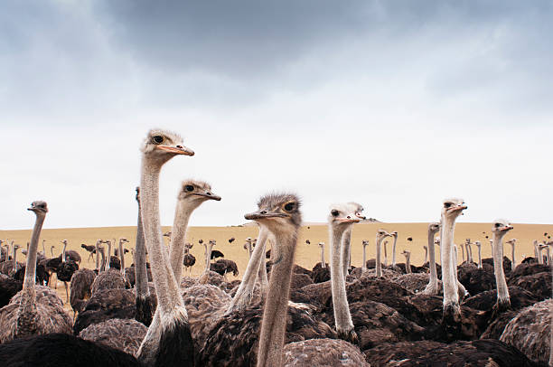 ostriches - 타조 뉴스 사진 이미지