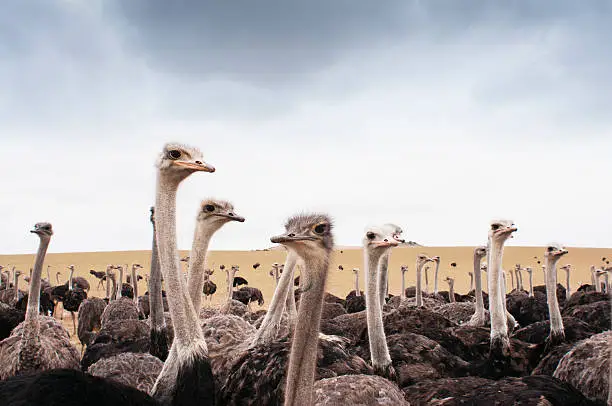 Photo of Ostriches