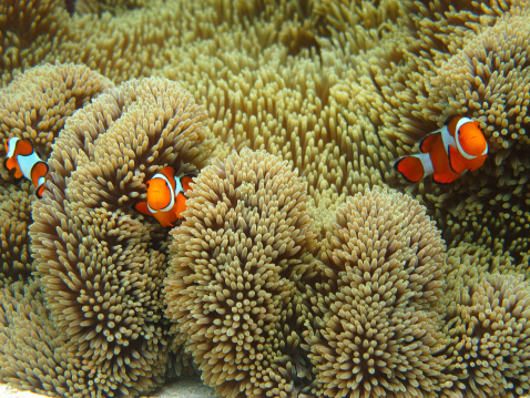Nemo family swimming among sea anemone