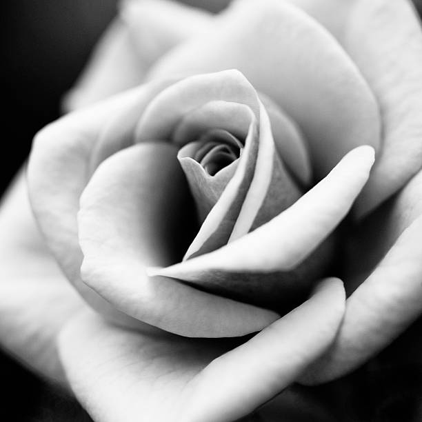macro rose flower macro rose flower  in black and white black and white rose stock pictures, royalty-free photos & images