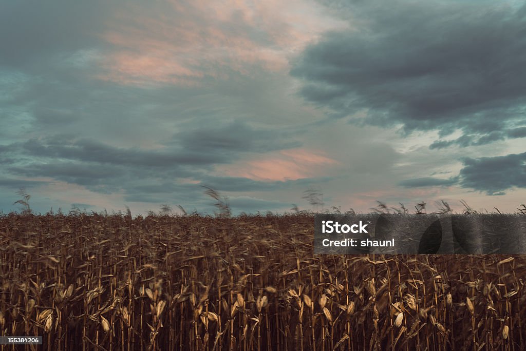 Campo di mais - Foto stock royalty-free di Agricoltura