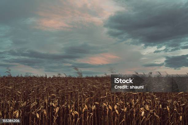 Campo Di Mais - Fotografie stock e altre immagini di Agricoltura - Agricoltura, Autunno, Cereale