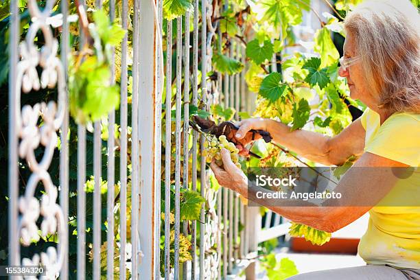 Foto de Sênior Mulher Colheita De Uvas e mais fotos de stock de Adulto - Adulto, Adulto maduro, Agricultor