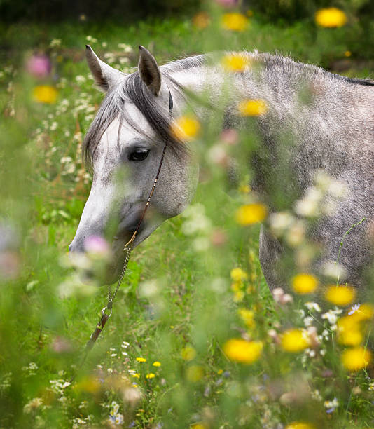 Portrait of a beautiful gray, arabian horse hiding in wildflowers.