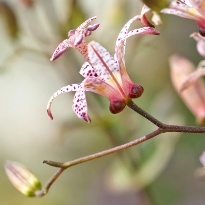 Macro image of a toad lily.