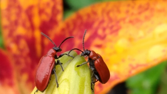Photography of a scarlet lily beetle on an orange lily flower.