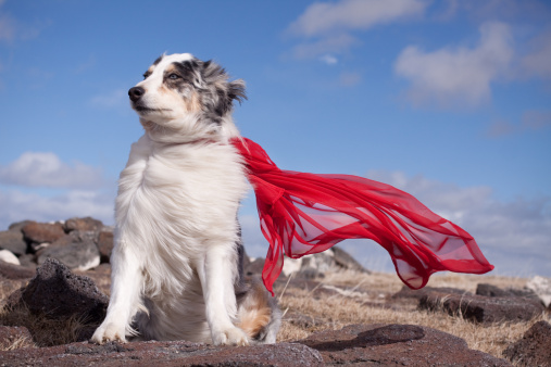 Australian Shepherd dog with red cape blowing in the wind.