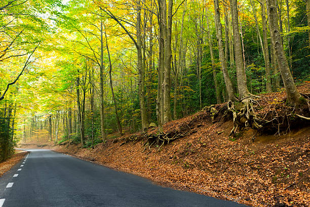 High angle view of the floor of a beech forest, with long, tangled roots, fallen leaves and moss. Background. Gran Sasso and Monti della Laga National Park, in Abruzzo.
