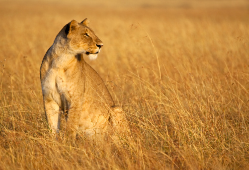 A majestic lion in the Central Kalahari Game Reserve in Botswana.