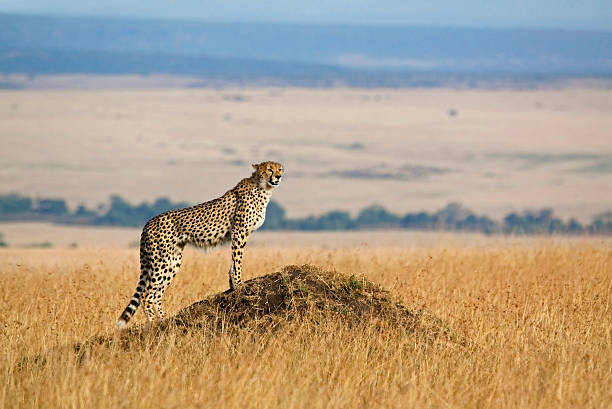 istock A cheetah looking for prey in the wild 155385350