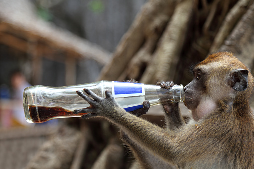 Monkey drinking juice from a bottle