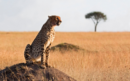 Lone cheetah searching for prey above open grassland - Masai Mara national reserve, Kenya