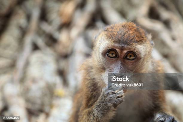 Piccola Scimmia Ritratto - Fotografie stock e altre immagini di Albero - Albero, Ambientazione esterna, Animale