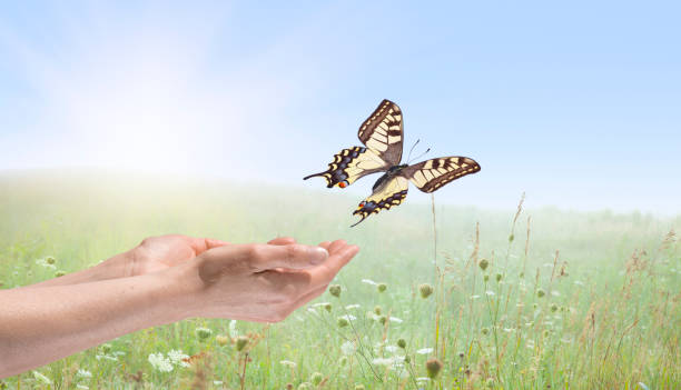 istock Hands Releasing a Tiger Swallowtail Butterfly 155385439
