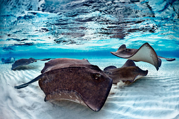 las pastinacas - stingray fotografías e imágenes de stock