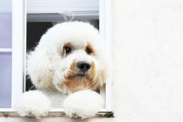 istock dog looking out of  window on his paws 155385522