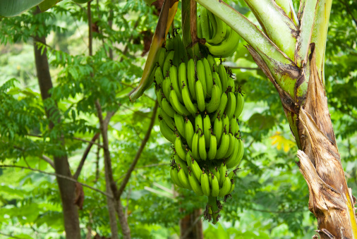 A large spray of bananas starting to ripening on the tree.