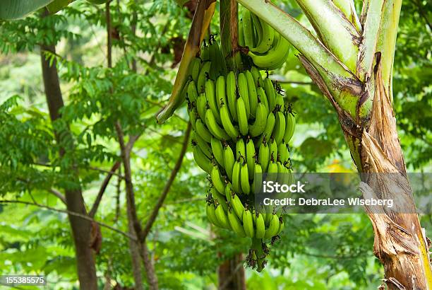 Bananas On The Tree Stock Photo - Download Image Now - Banana Tree, Banana, Green Color
