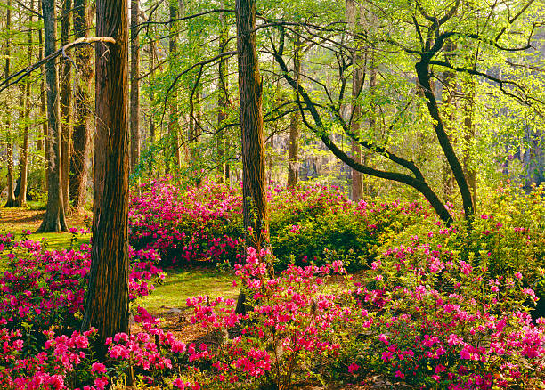 A beautifully landscaped garden in North Carolina. Birhouses, trees, flowers and bushes.