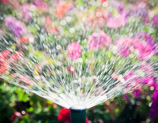 Water spraying over a flowerbed from an automatic garden sprinkler.