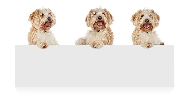 Photo of Three dogs standing up behind a white cardboard