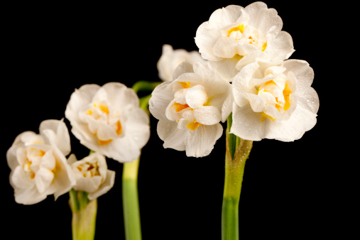 This is a photo of daffodils