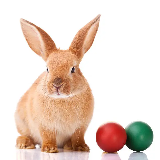 Photo of Ginger Easter bunny with two colorful balls on the side