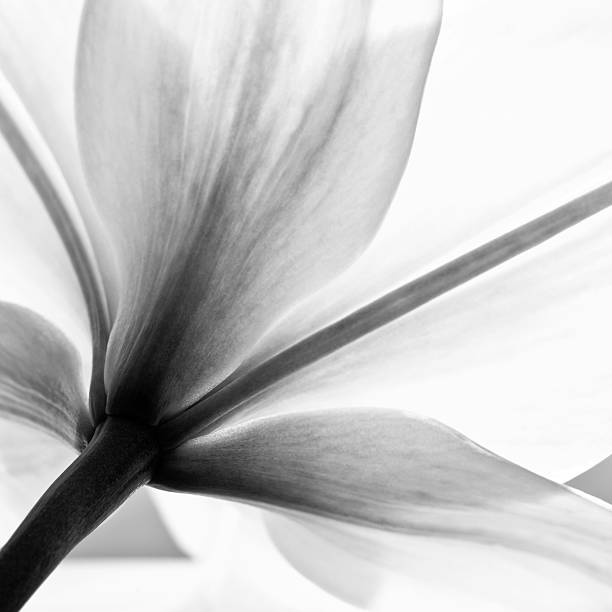 лилия flower - single flower plant flower close up стоковые фото и изображения