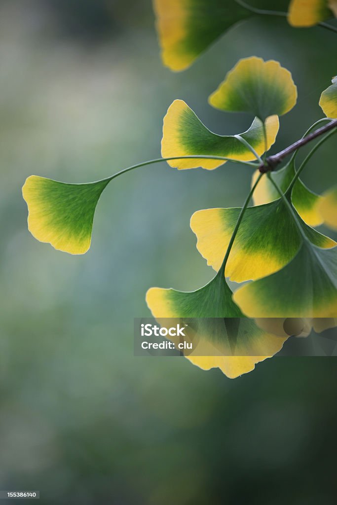 Les feuilles sur l'arbre Gingko - Photo de Ginkgo biloba libre de droits