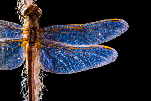 Macro shot of a dragonfly grasping rope string on black background.